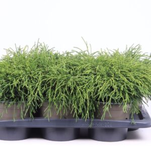 Chamaecyparis Filifera after pisifera
(1 Plants/Order)(17cmP 35cmH)