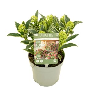 Skimmia Japonica Mystic Marlot' 5+bloem
(12 Plants/Order)(10cmP 20cmH)