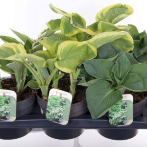 Hosta other mix
(6 Plants/Order)(17cmP 30cmH)