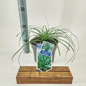 Carex oshimensis EverColor® 'Evergreen’
(1 Plants/Order)(17cmP 35cmH)