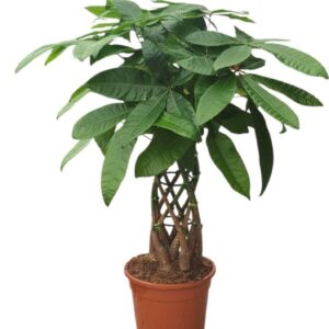 Pachira aquatica Pachira aquatica Cage 21 cm
(1 Plants/Order)(21cmP 75cmH)