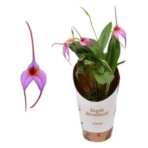 Orchideeen Masdevallia purple 9 cm
(12 Plants/Order)(9cmP 20cmH)