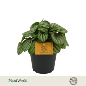 Peperomia Peperomia Beauty Bologne 12cm
(4 Plants/Order)(12cmP 20cmH)