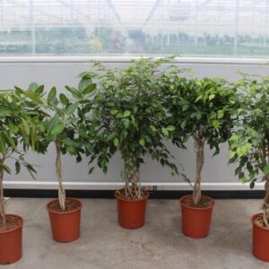 Ficus Mixkar
(14 Plants/Order)(27cmP 130cmH)