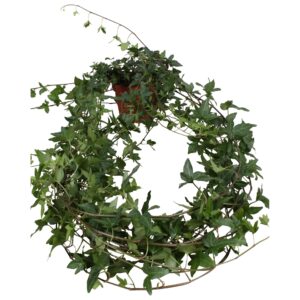 Hedera Shamrock helix long plant
(10 Plants/Order)(13cmP 90cmH)