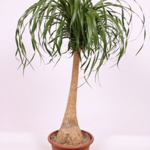 Nolina recurvata Beaucarnea
(1 Plants/Order)(35cmP 140cmH)