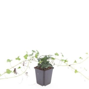 Hedera helix
(12 Plants/Order)(9cmP 15cmH)