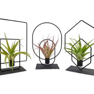 Tillandsia Arrangement Tillandsia Duo frame mix
(6 Plants/Order)(17cmP 24cmH)