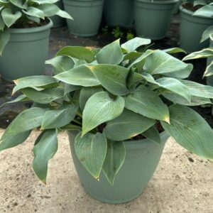 Hosta other Halcyon'
(1 Plants/Order)(32cmP 35cmH)
