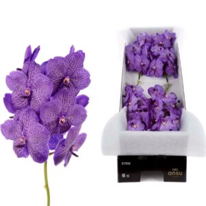 Vanda Sunanda Lavender Sprinkles Vanda Lavender Sprinkles X8
(8 Plants/Order)(cmP 25cmH)