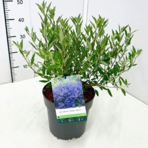 Caryopteris x clandonensis Blauer Spatz' C5
(1 Plants/Order)(23cmP 60cmH)
