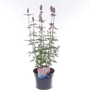 Agastache Blue Fortune Agastache Blue Fortune
(6 Plants/Order)(17cmP 65cmH)