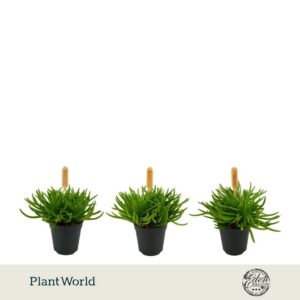 Senecio Himalaya 5,5cm
(20 Plants/Order)(5.5cmP 999cmH)