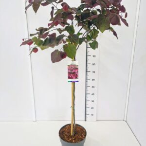 Cercis Forest Pansy can. 90CMSTC12
(1 Plants/Order)(30cmP 110cmH)