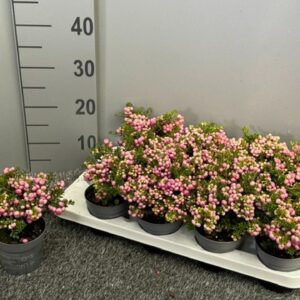 Gaultheria Pernettya pink
(12 Plants/Order)(10.5cmP 20cmH)