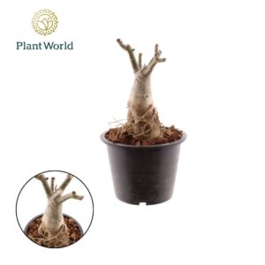Adenium obesum Adenium Obesum
(5 Plants/Order)(19cmP 30cmH)