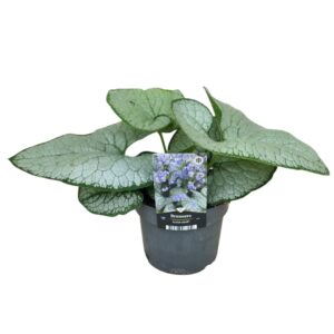Brunnera Silver Heart®
(6 Plants/Order)(17cmP 40cmH)