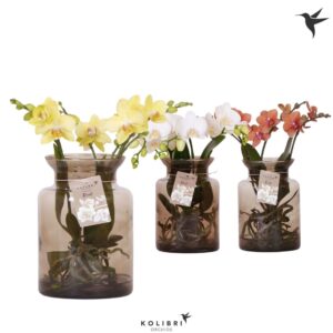 Phalaenopsis mixed Roots in Glas stolp brown
(3 Plants/Order)(16cmP 50cmH)