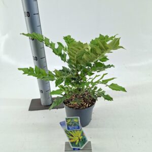 Mahonia media Winter Sun
(1 Plants/Order)(17cmP 40cmH)