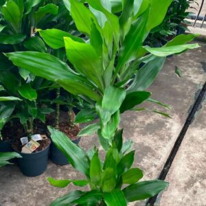 Dracaena Janet Lind 45-15
(1 Plants/Order)(19cmP 100cmH)