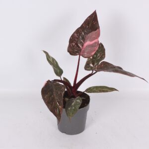 Philodendron Pink Princess Marble 14 cm (Deense Doos)
(8 Plants/Order)(14cmP 35cmH)