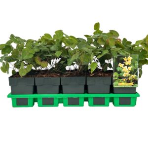 Epimedium x versicolor Sulphureum
(10 Plants/Order)(11cmP 25cmH)