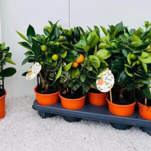 Citrofortunella x microcar Citrus Calamondin rack/trellis
(9 Plants/Order)(12cmP 35cmH)