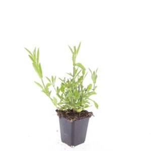 Verbena bonariensis
(12 Plants/Order)(9cmP 5cmH)