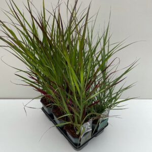 Panicum virgatum mix in tray
(6 Plants/Order)(17cmP 30cmH)