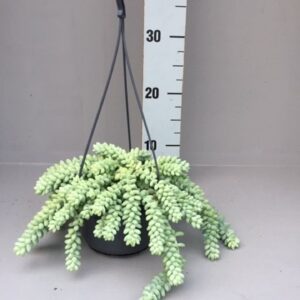 Sedum burrito
(4 Plants/Order)(14cmP 40cmH)