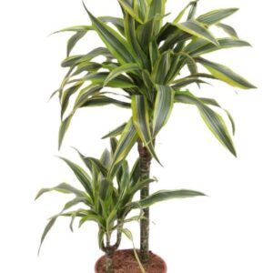 Dracaena Lemon Lime 45-15
(1 Plants/Order)(19cmP 110cmH)