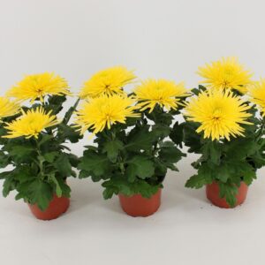Chrysanthemum Anastasia Sunny dark yellow
(10 Plants/Order)(12cmP 30cmH)