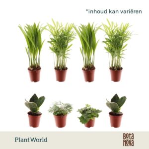Indoor plants gem. green 4 Types Tiny Happy Family basic mix
(20 Plants/Order)(5.5cmP 10cmH)