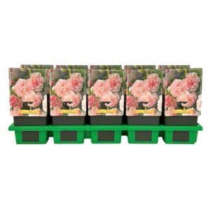 Alcea rosea 'Double Rose' P11
(10 Plants/Order)(11cmP 25cmH)