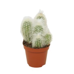 Espostoa melanostele Pseudoespostoa 8,5 cm
(12 Plants/Order)(8.5cmP 12cmH)