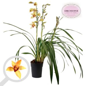 Cymbidium dark yellow 3-4 spike
(6 Plants/Order)(14cmP 85cmH)