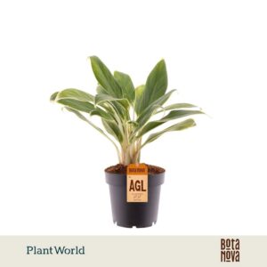 Aglaonema White Lime
(10 Plants/Order)(12cmP 30cmH)