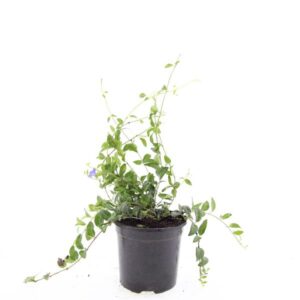 Vinca minor
(8 Plants/Order)(14cmP 25cmH)