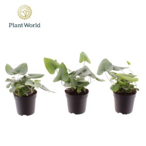 Hemionitis arifolia
(16 Plants/Order)(7cmP 15cmH)