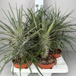 Pachypodium geayi Pachypodium Geayi
(4 Plants/Order)(15cmP 20cmH)