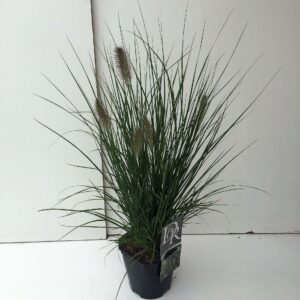 Pennisetum alopecuroides Hameln
(6 Plants/Order)(17cmP 30cmH)