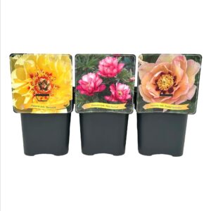 Paeonia itoh mix laag C5
(1 Plants/Order)(21cmP 35cmH)