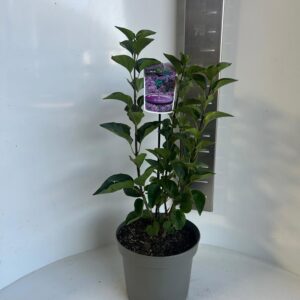Syringa Sensation vulg.
(1 Plants/Order)(23cmP 55cmH)