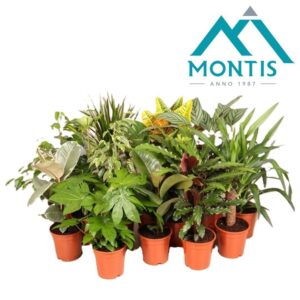 Indoor plants gem. green 8 Types Indoor plants "mix" 17cm
(6 Plants/Order)(17cmP 60cmH)