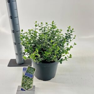 Euonymus fortunei Emerald Gaiety
(1 Plants/Order)(23cmP 35cmH)