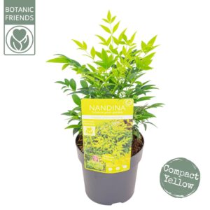 Nandina domestica Magical Lemon and Lime'
(6 Plants/Order)(15cmP 30cmH)