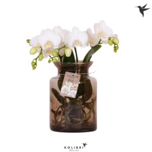 Phalaenopsis white more Ripsen Roots white in Glas stolp brown
(3 Plants/Order)(16cmP 50cmH)
