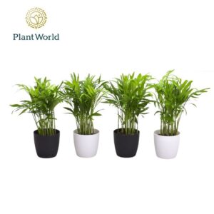Chamaedorea elegans 7 cm in Sara Black White
(16 Plants/Order)(7cmP 25cmH)