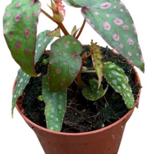Begonia Begonia Malachosticta
(14 Plants/Order)(8cmP 12cmH)