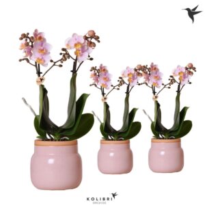 Phalaenopsis Multiflora pink 2 spike in Vintage Bowl pink
(6 Plants/Order)(9cmP 40cmH)